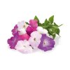 3-pack Blue Petunia Plant Pods for Click & Grow