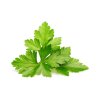 3-pack Coriander Plant Pods for Click & Grow