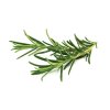 3-pack Rosemary Plant Pods for Click & Grow Smart Garden