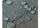 nanolotusbeton