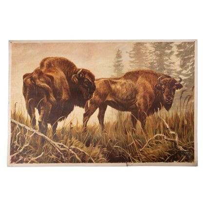 Bison Poster
