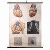Human Heart Poster