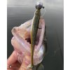 POPEYE 12cm - BAITFISH
