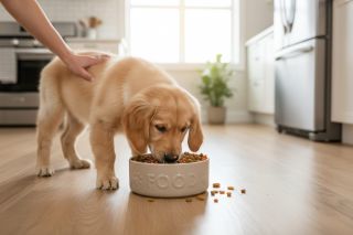 Víte, že u nás zkrášlíte stolování i vašim mazlíčkům? 🐶🤍 Keramická psí miska na žrádlo je nejen praktická, ale i krásná –...