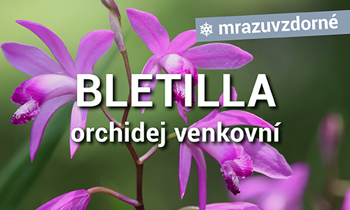 Orchidej vzpřímená