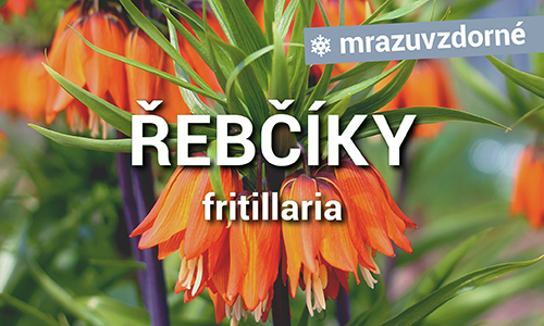 Řebčíky