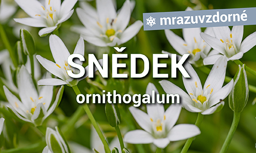 Snědek - Ornithogalum