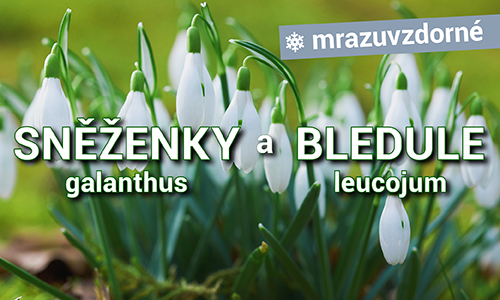 Sněženky a Bledule