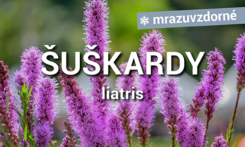 Liatris