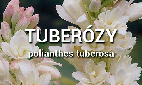 Tuberóza