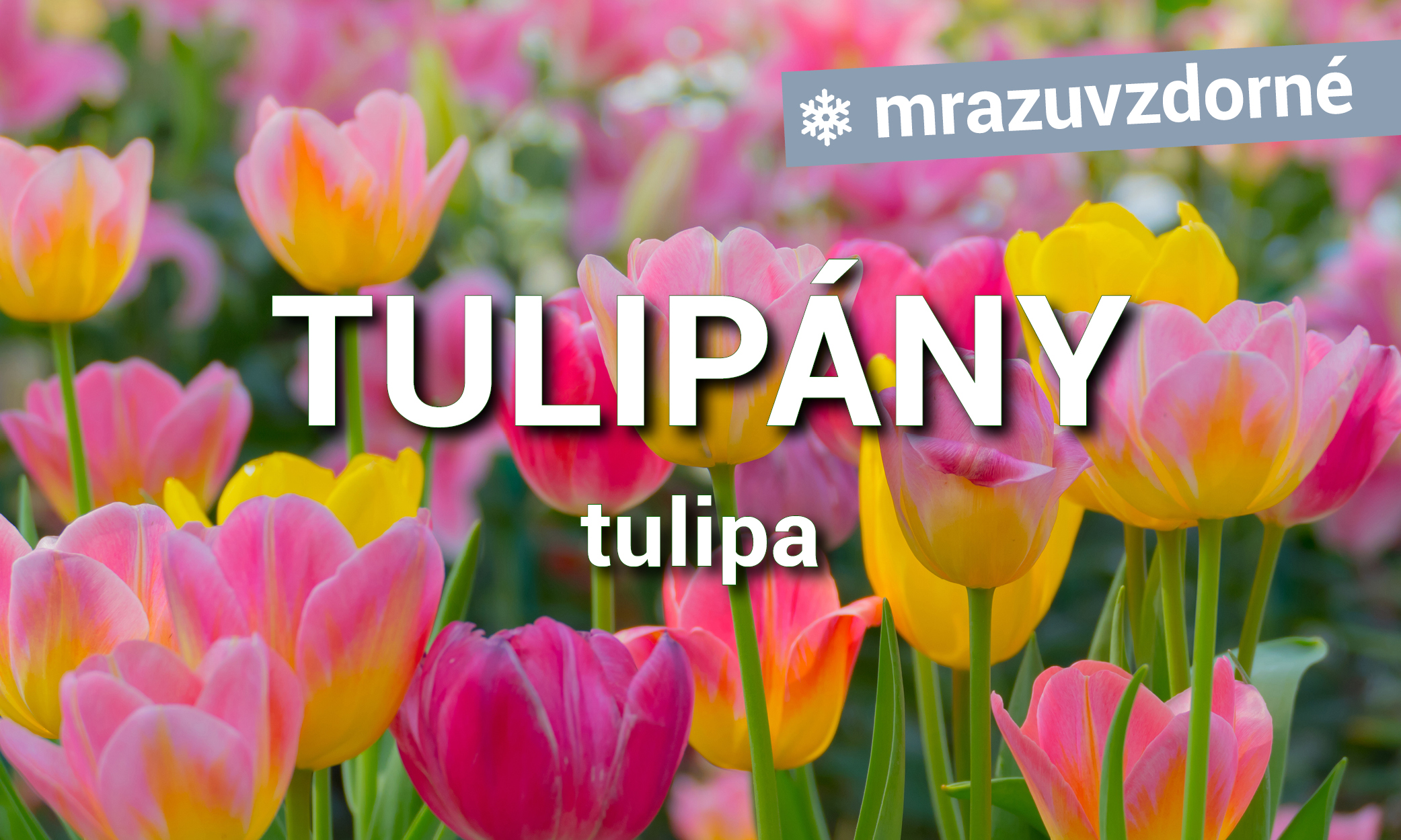 Tulipány