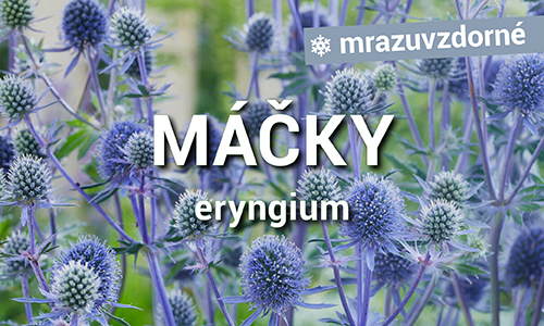 Máčky