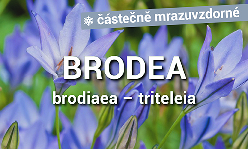 Brodea