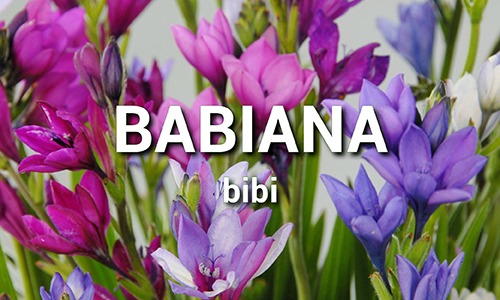 Babiana