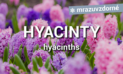 Hyacinty