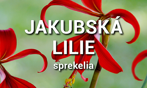 Jakubská lilie