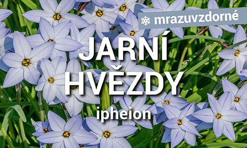 Ipheiony