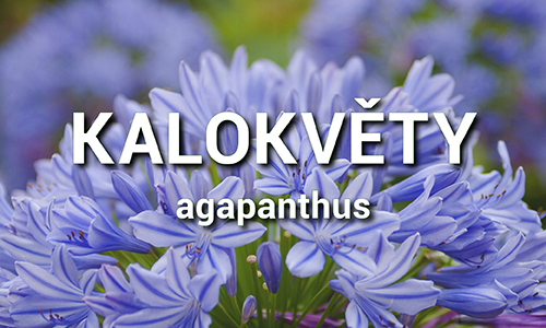 Agapanthus