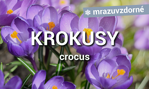 Krokusy