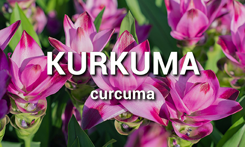 Kurkuma