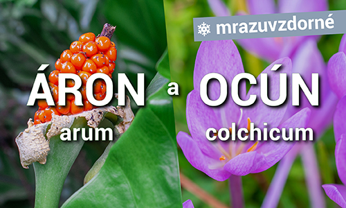 Áron a Ocún