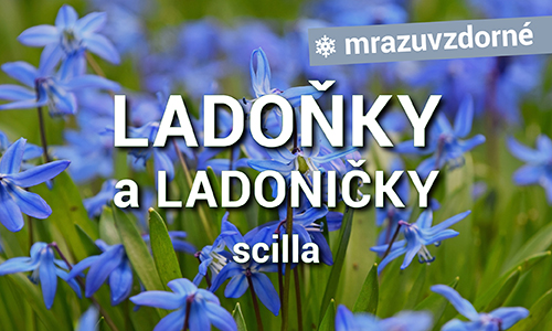 Ladoňky