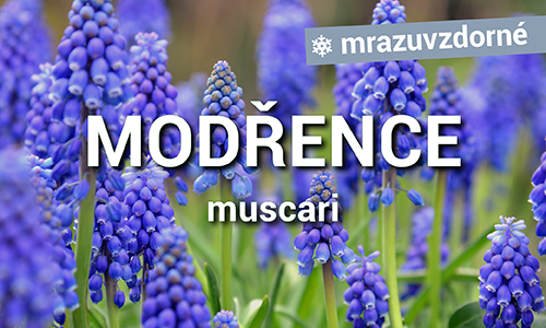 Modřence