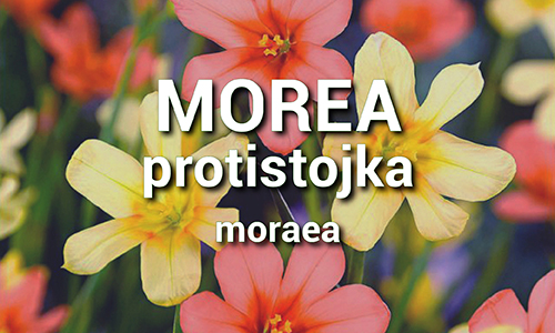 Morea - Homeria