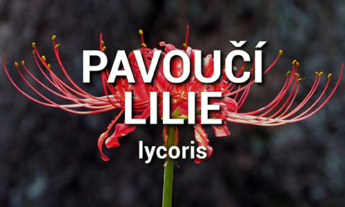 Lycoris