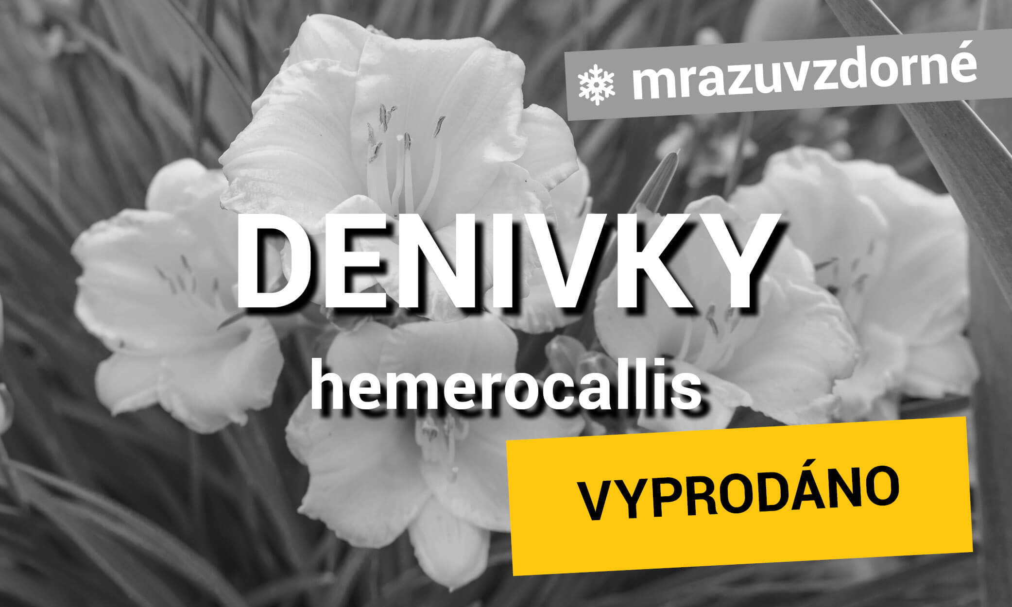 Denivky