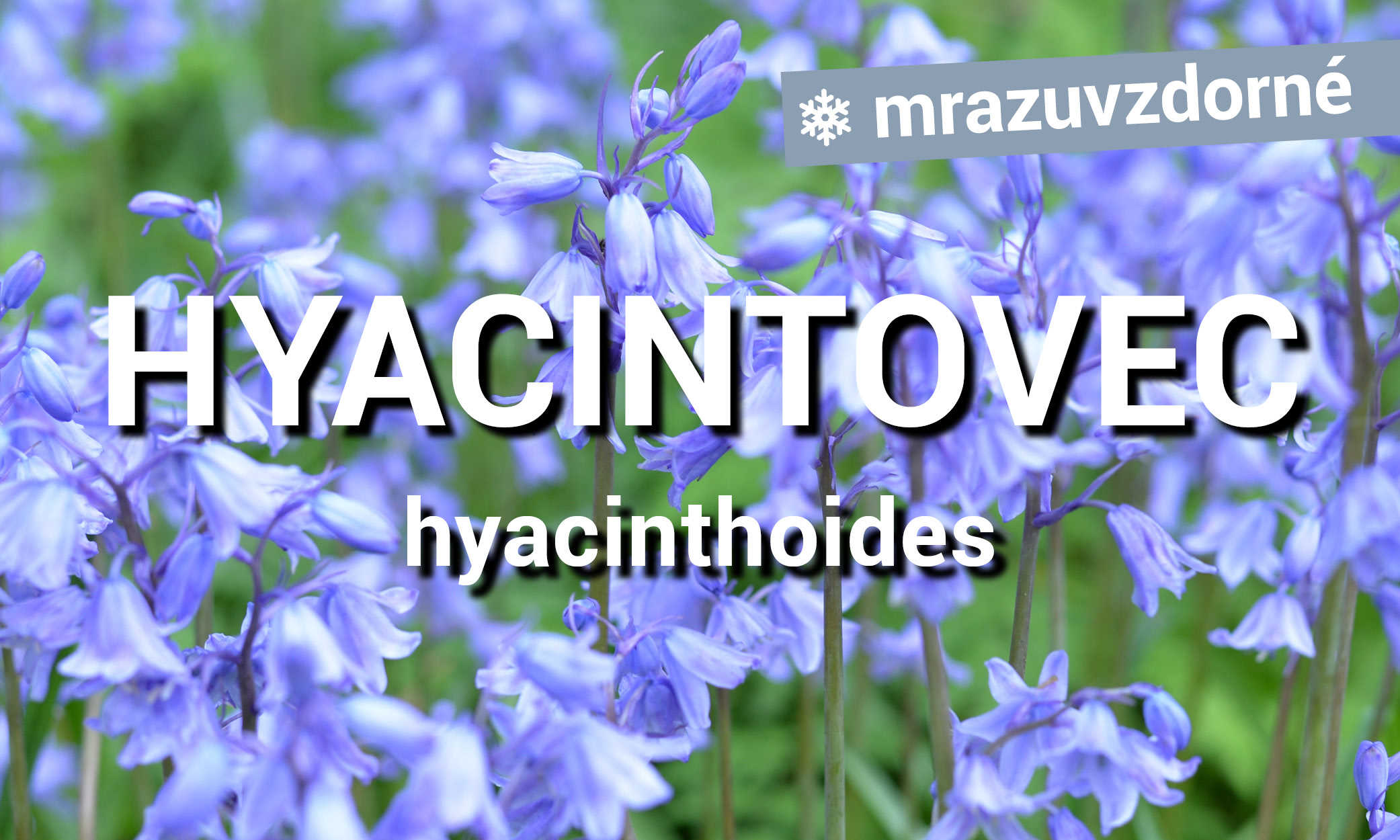 Hyacintovce