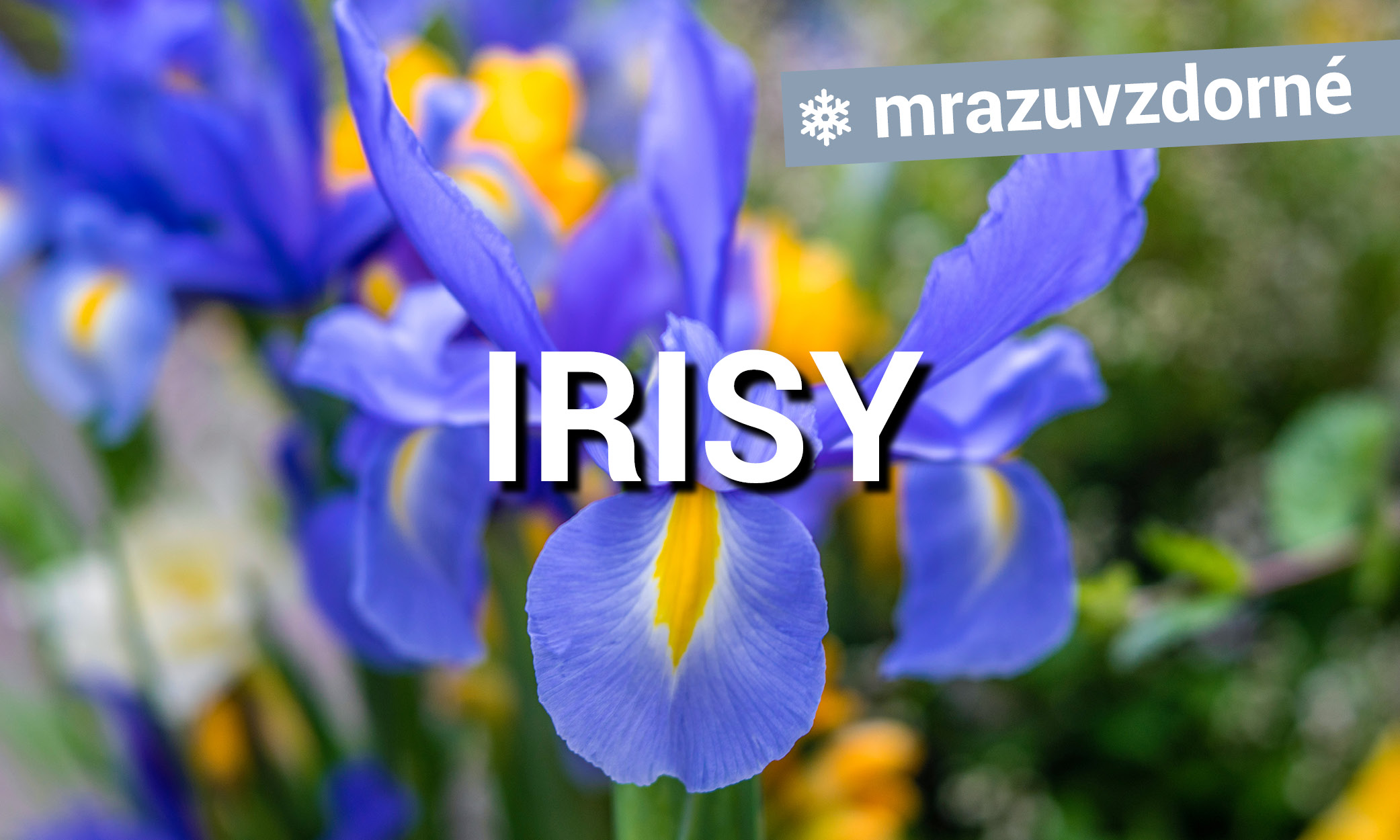 Irisy