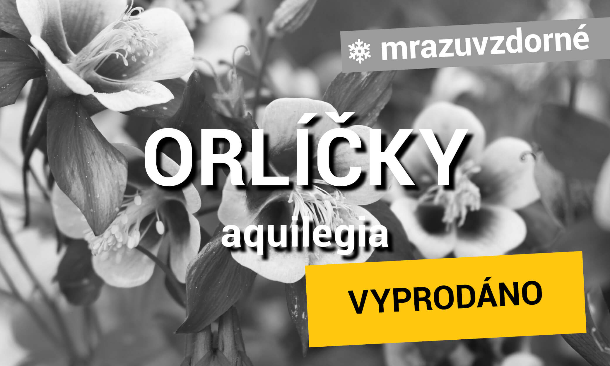 Orlíčky