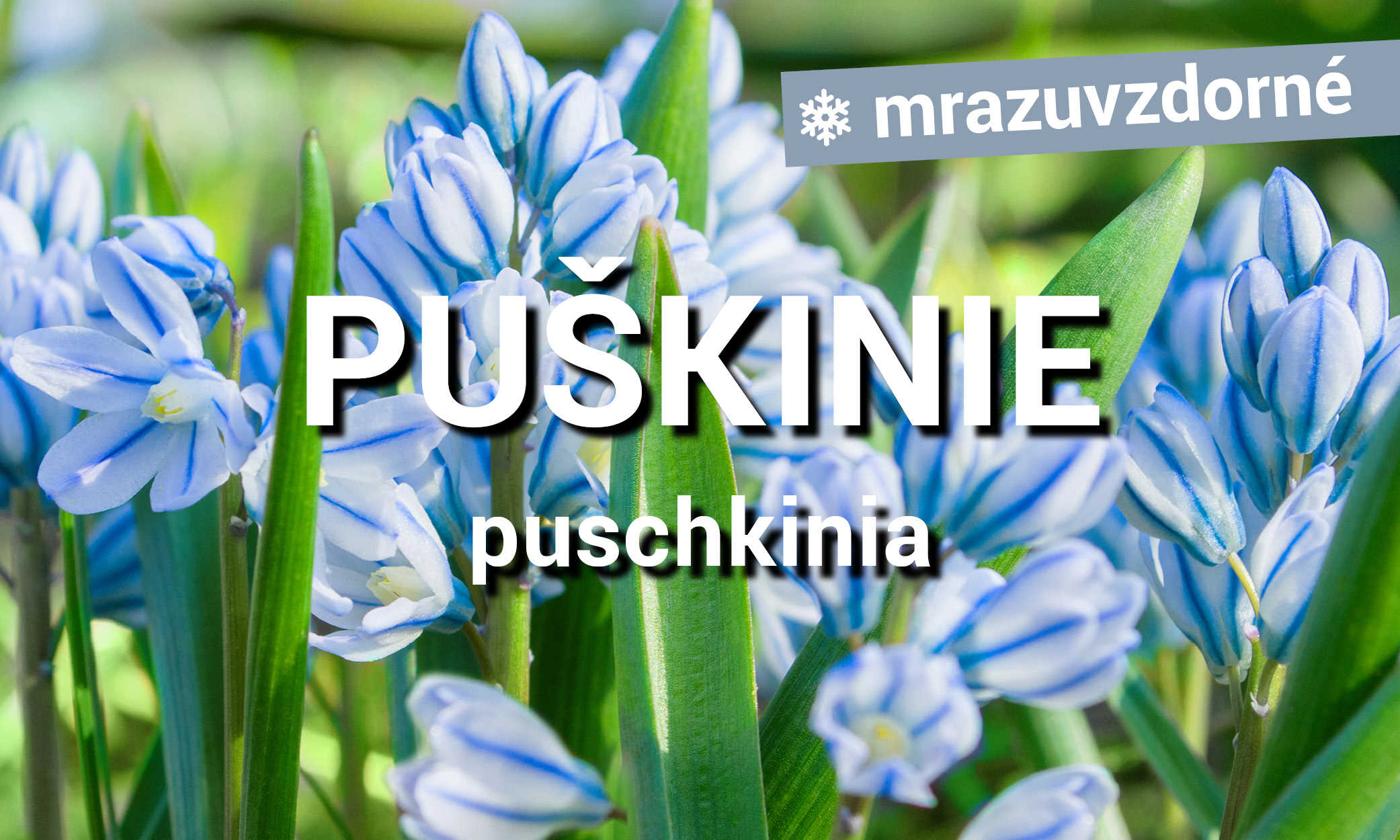 Puškinie