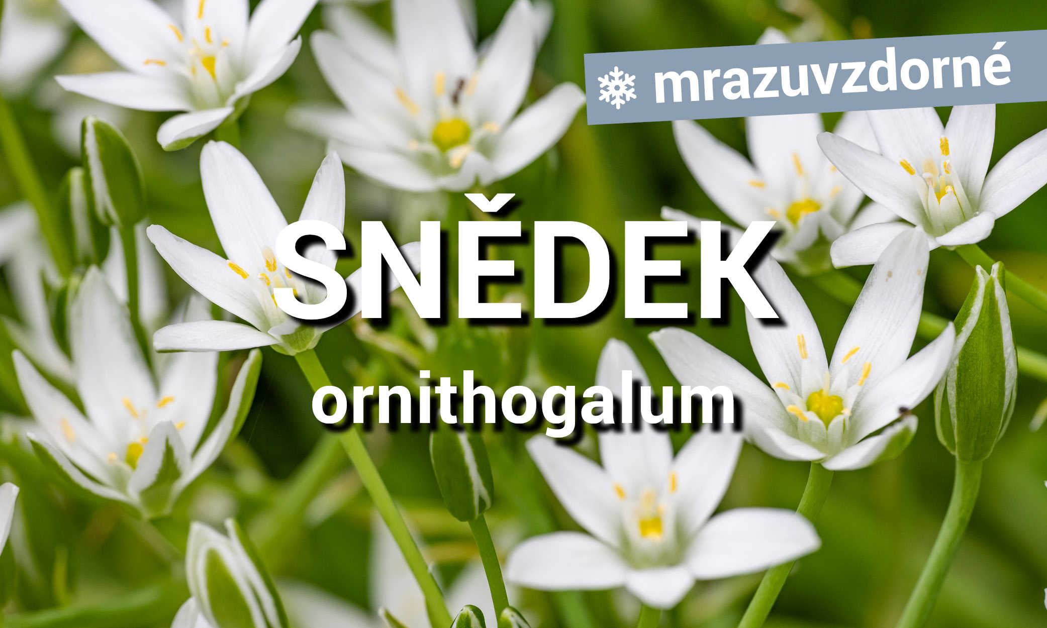 Snědek - Ornithogalum