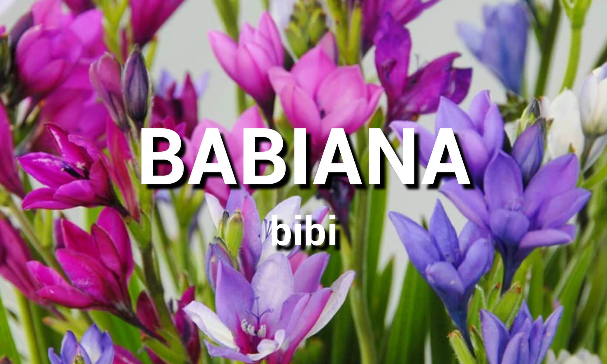 Babiana