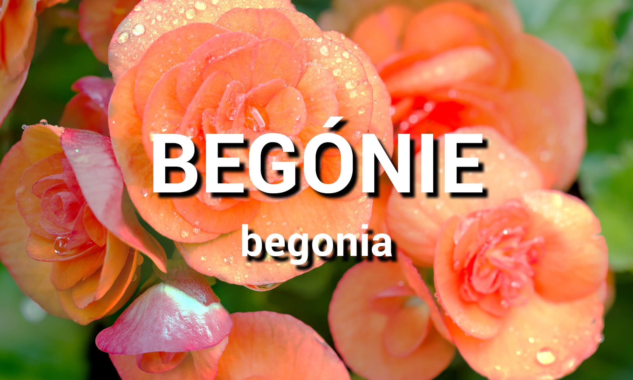 Begónie