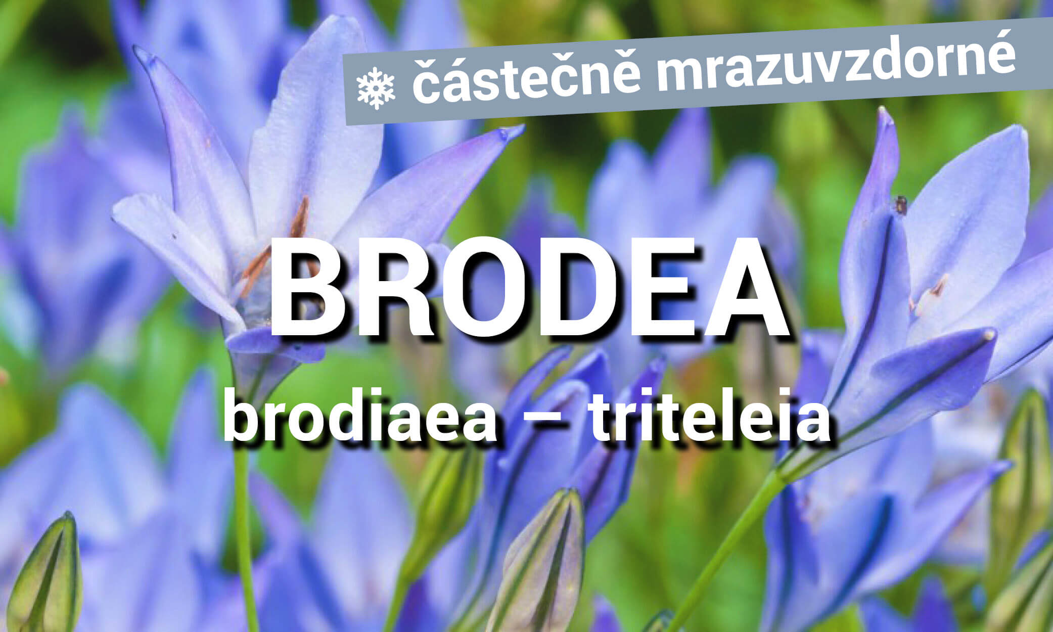 Brodea