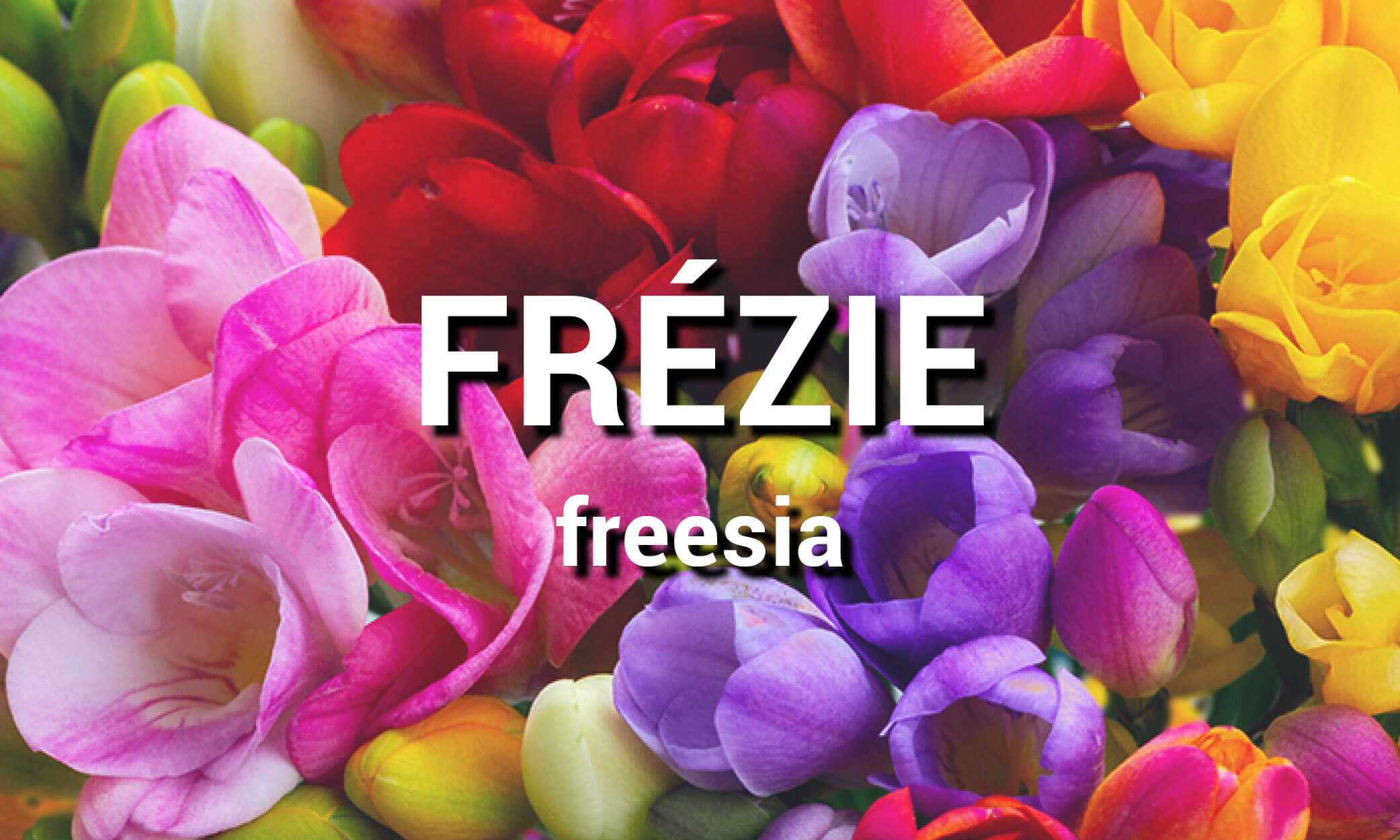 Frézie