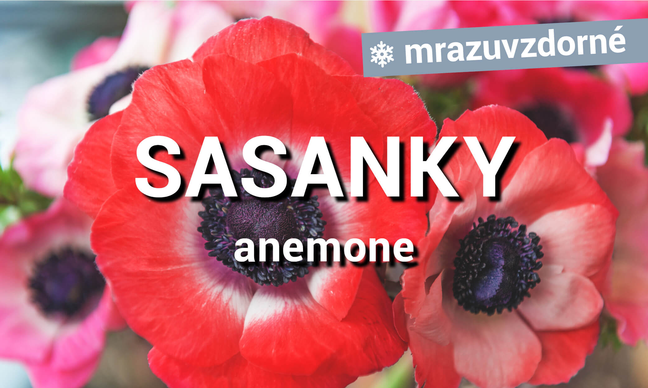 Sasanky