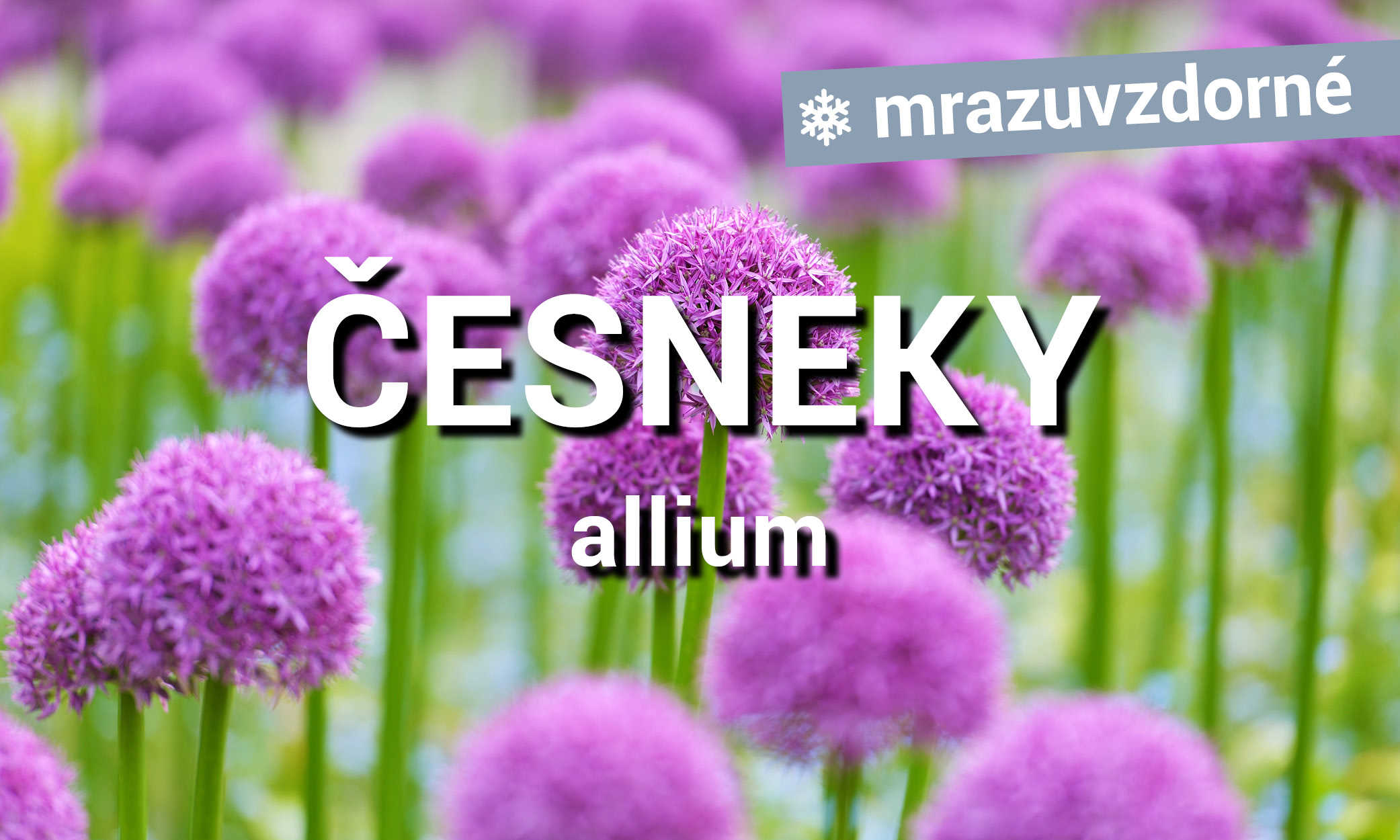 Česneky