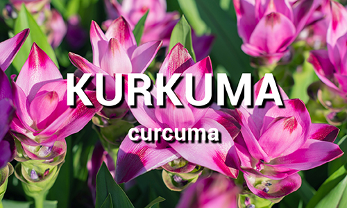 Kurkuma