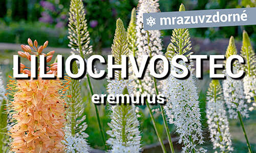Liliochvostec