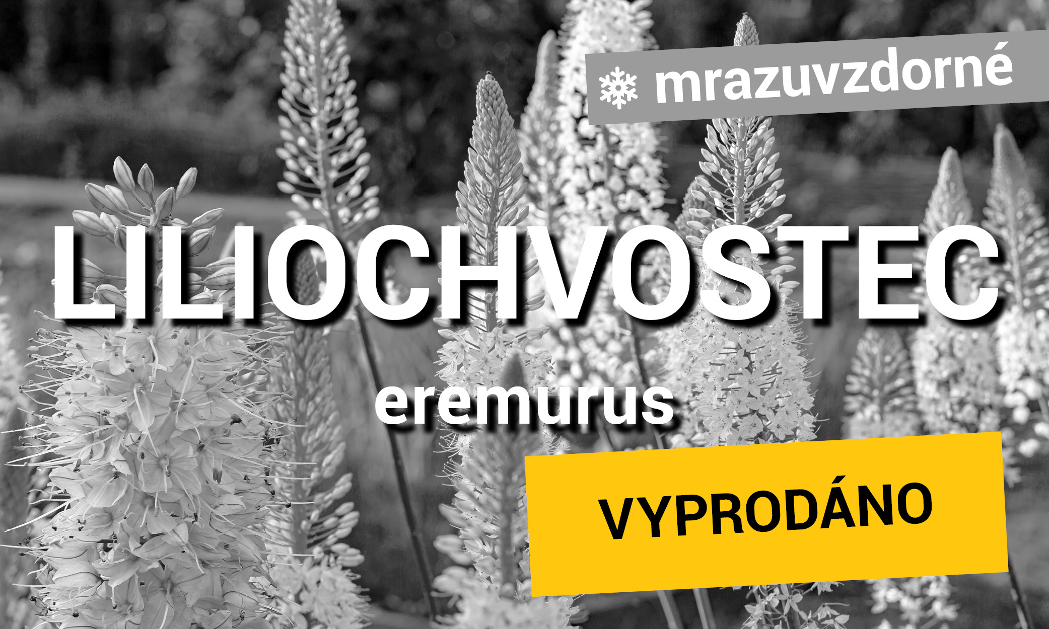 Liliochvostec