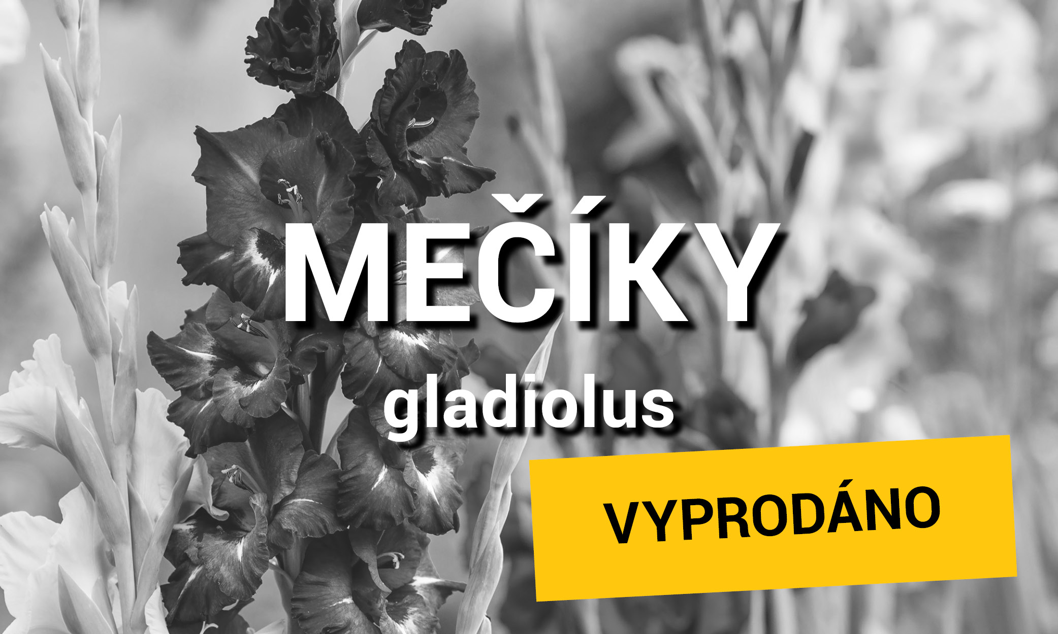 Mečíky