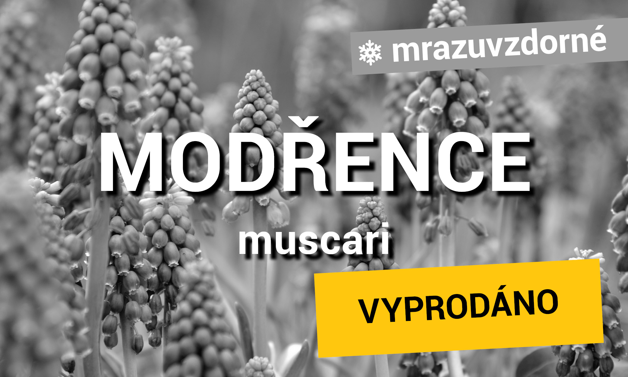 Modřence