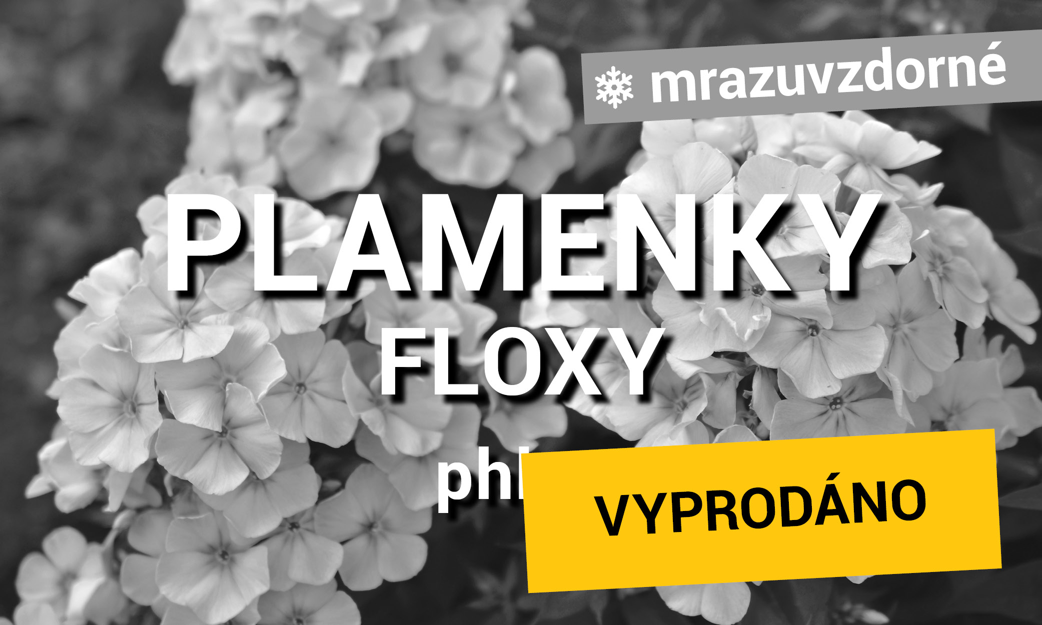 Plamenky