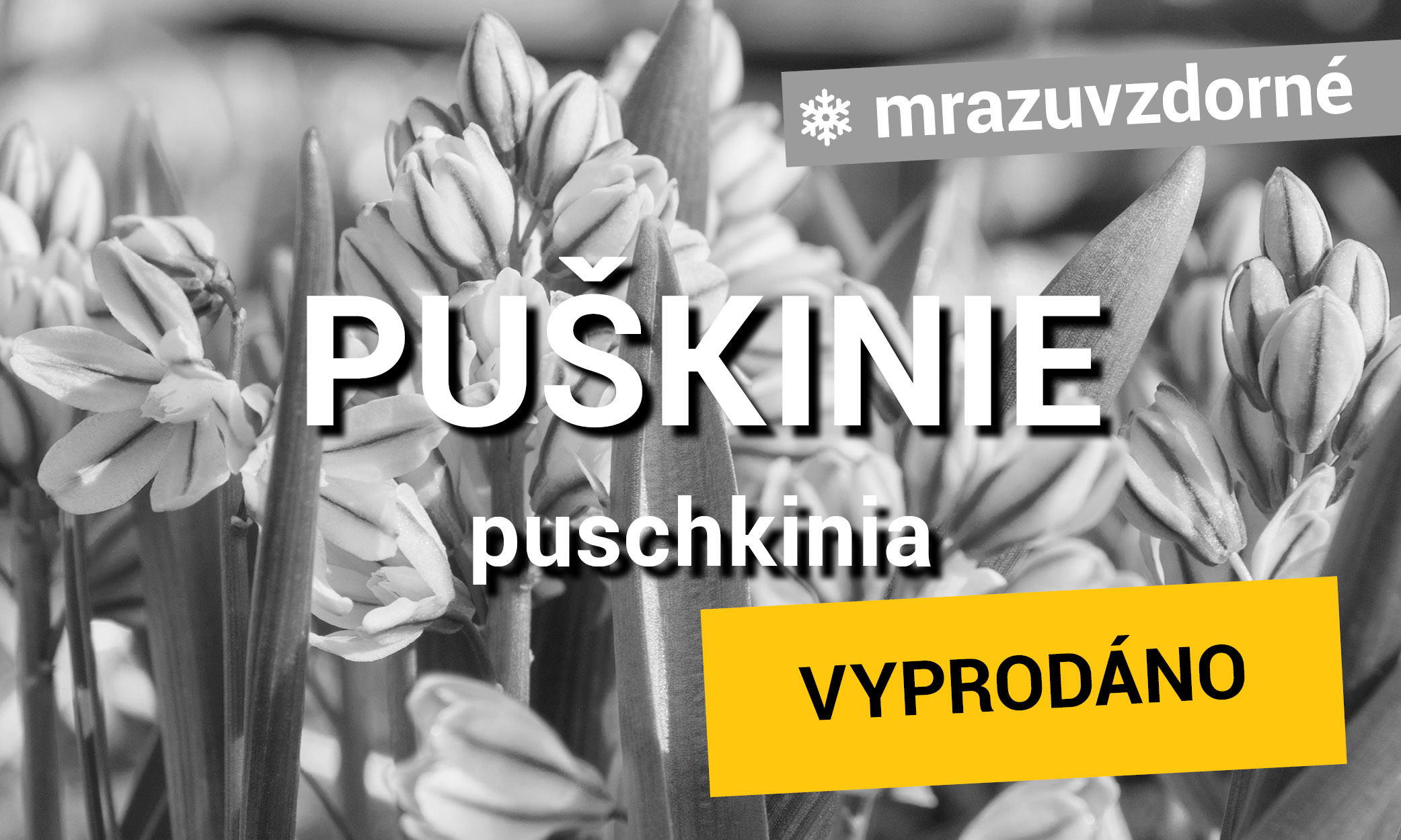 Puškinie