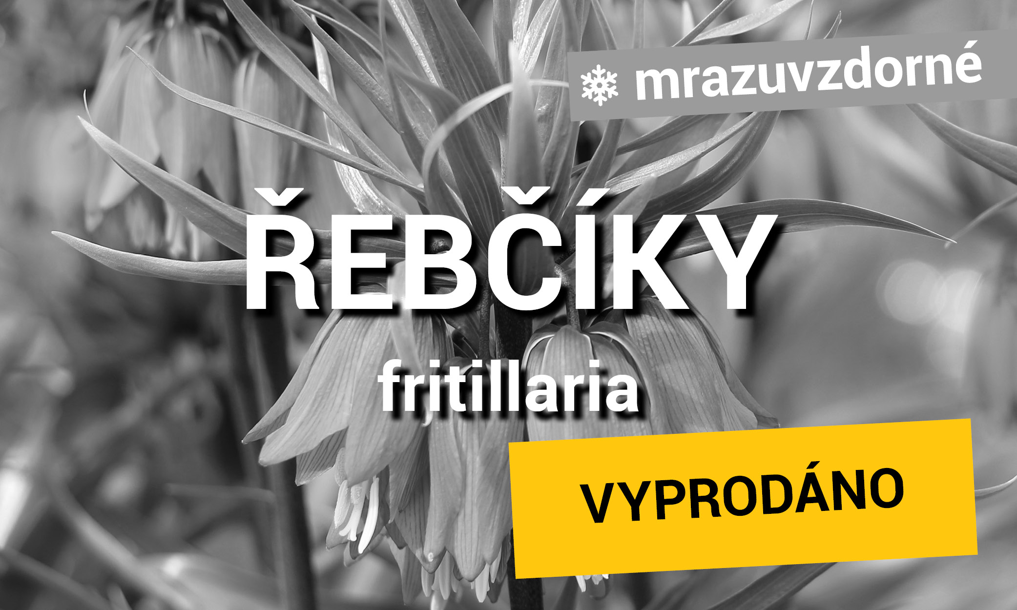 Řebčíky
