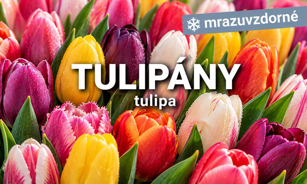 Tulipány